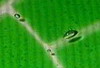 Green Leaf Detail